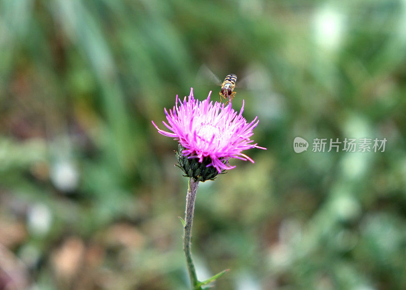 接近花的黄蜂