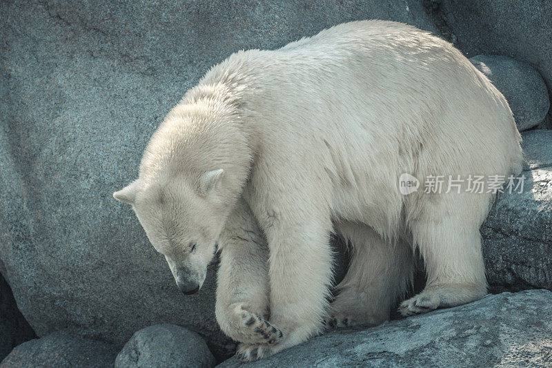 北极熊站在岩石上