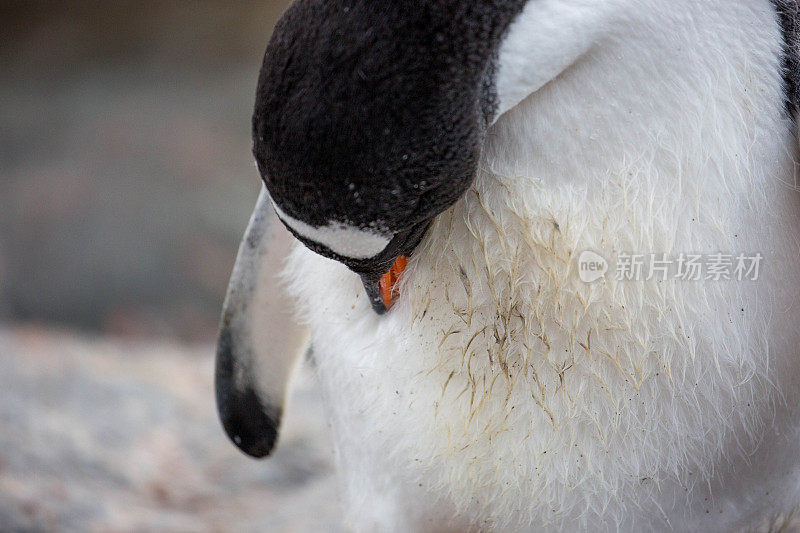 南极洲:天堂港的巴布亚企鹅