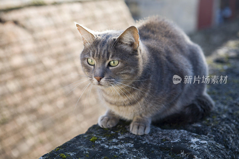 猫在阳光下和墙上的阴影