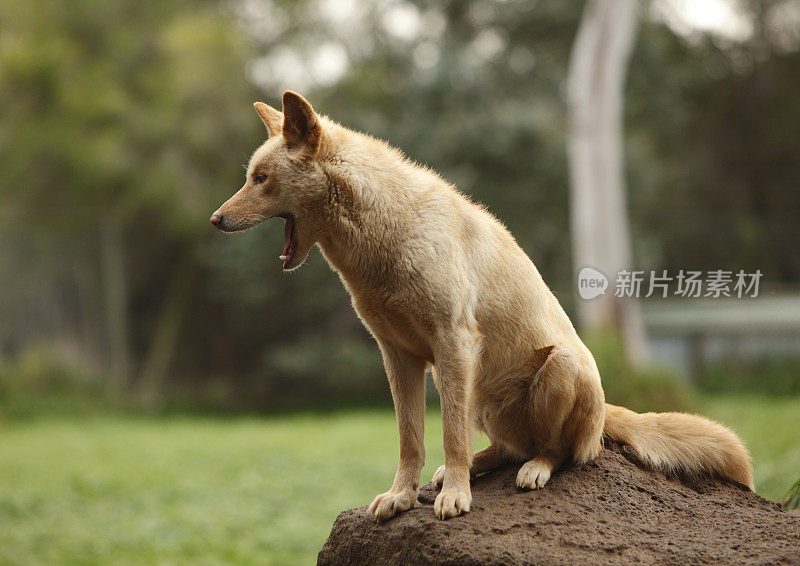 澳洲野犬