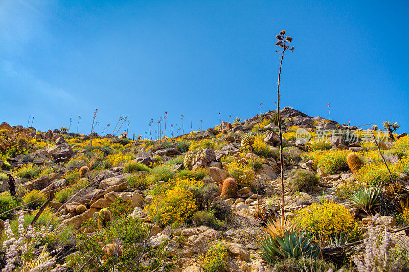 梅峡谷充满活力的灌木和沙漠植物盛开