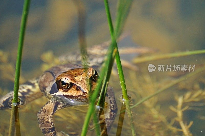 在池塘。常见的蛙类(林蛙)。