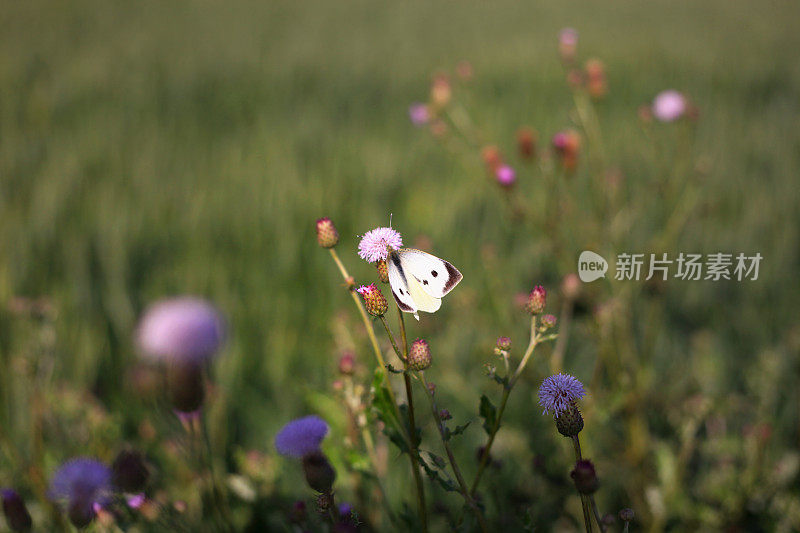 蝴蝶授粉