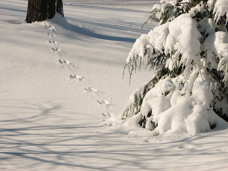 雪地上的动物足迹