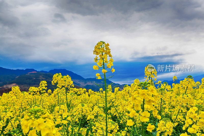 油菜花儿