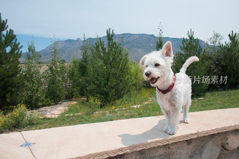 后院的Westie梗