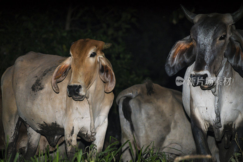 尼加拉瓜瓜图佐斯生态中心附近帕帕图罗河边的奶牛