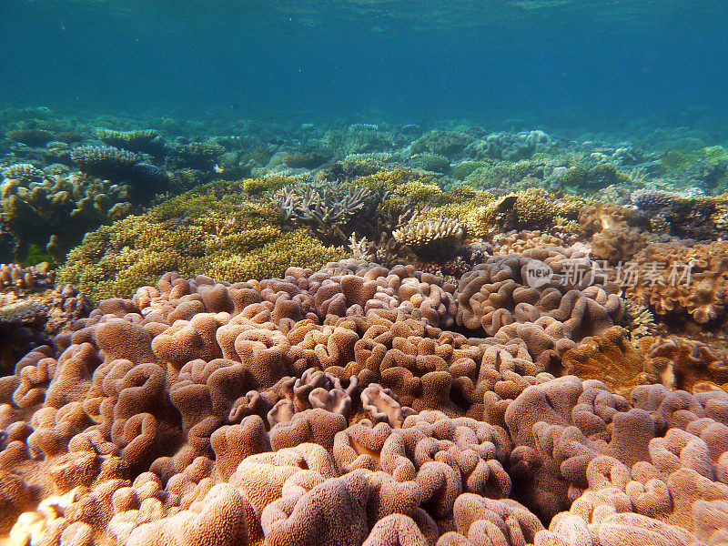 大堡礁珊瑚白化的证据