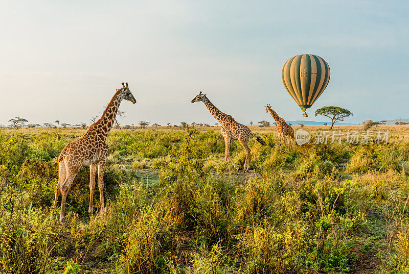 热气球和长颈鹿