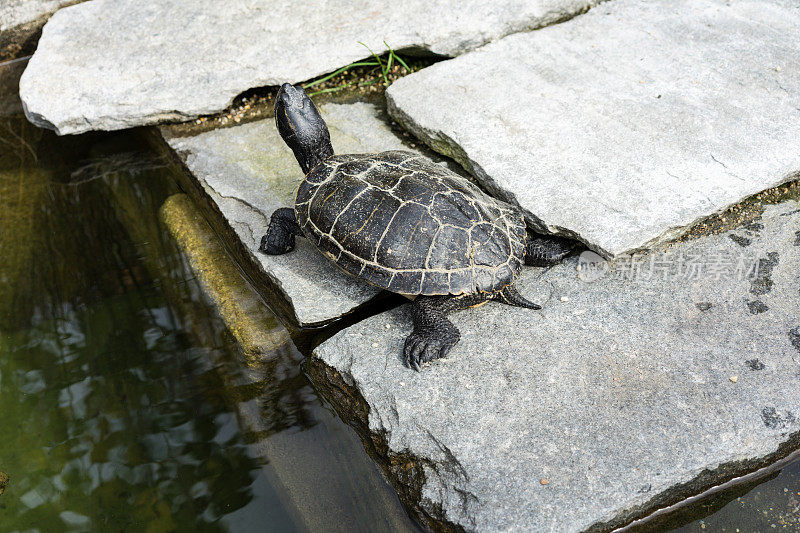 小黑龟坐在池塘边的水泥岩石上