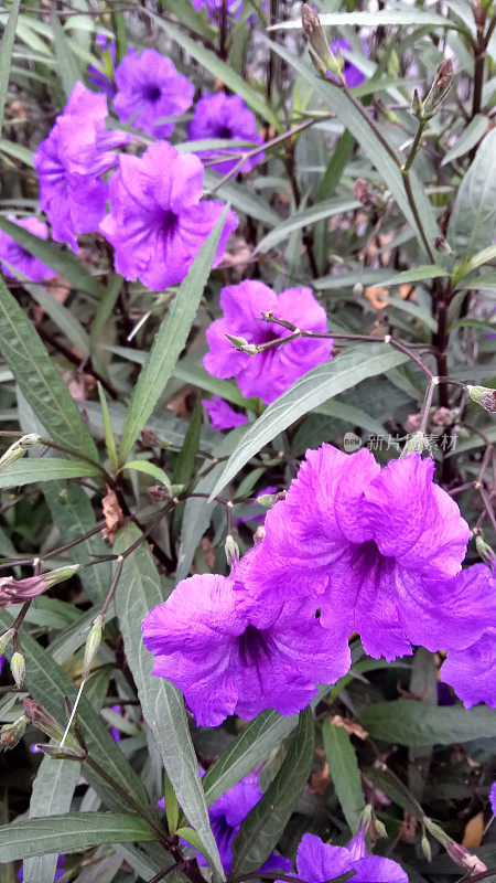 花朵特写