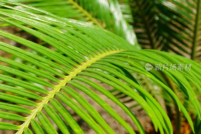 热带的绿色棕榈树叶