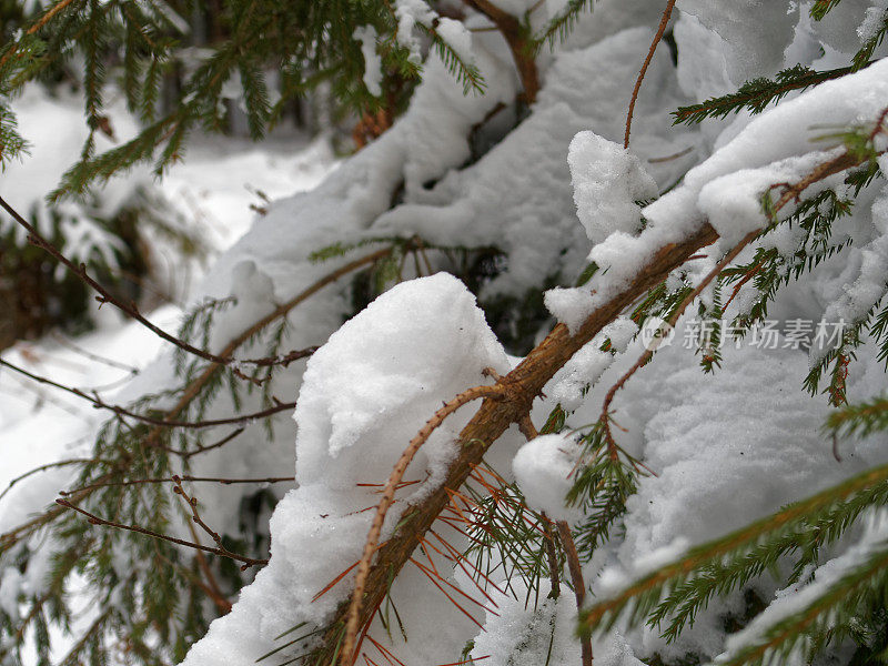 雪落在冷杉树枝上