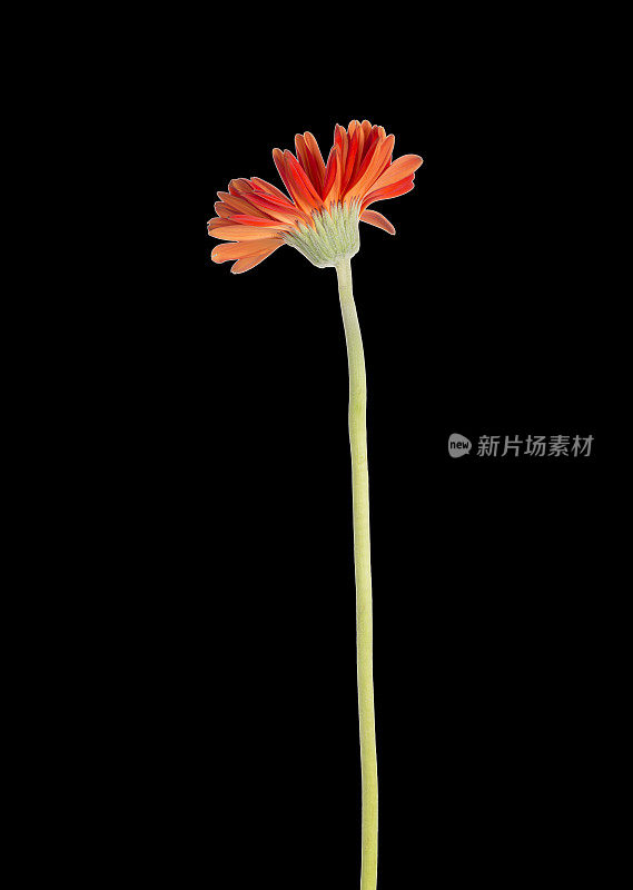 非洲菊的花。