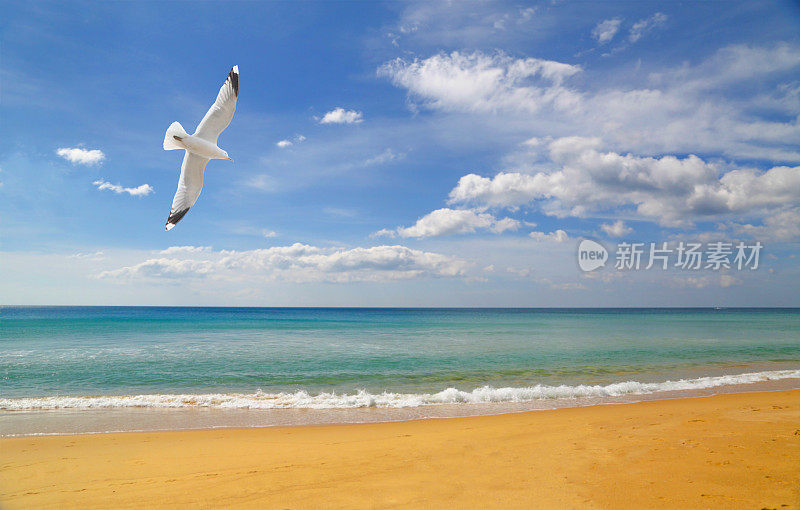 海鸥在海滩上空飞翔。