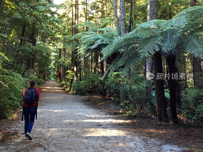 在新西兰巨大的红木森林里，妇女旅行和徒步旅行