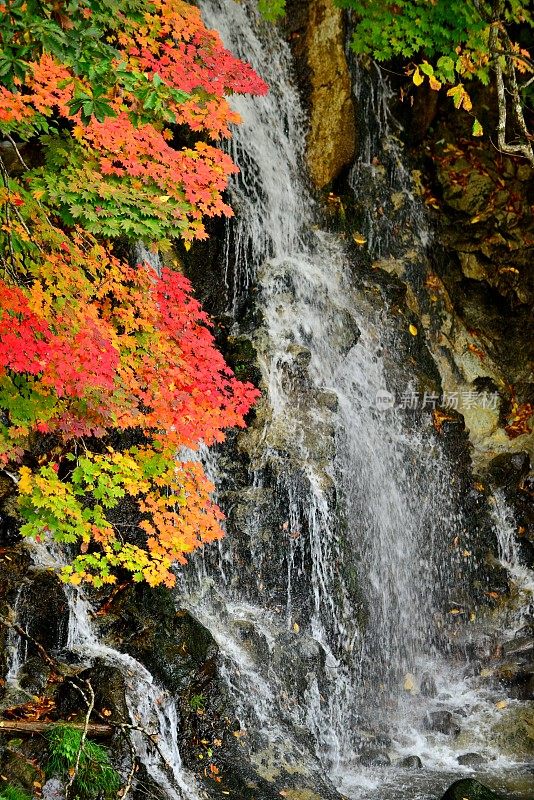 瀑布和秋叶在中野百山，黑石，青森县
