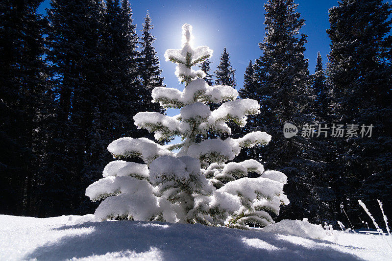 白雪覆盖的雪树