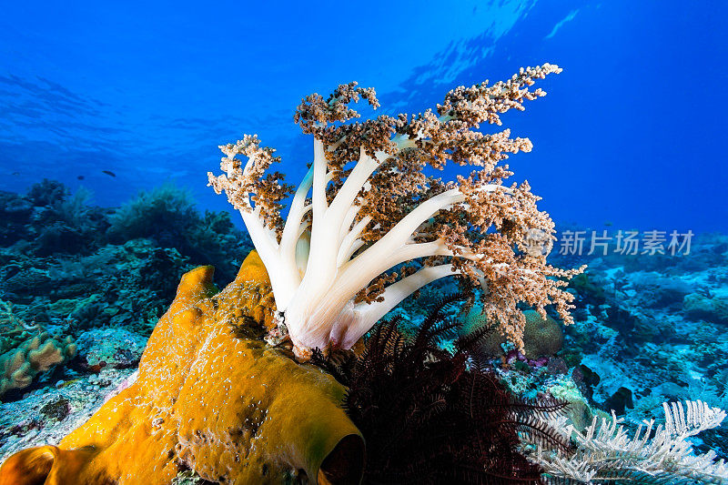 花椰菜珊瑚或树皮珊瑚石植物树，Pantar海峡，印度尼西亚
