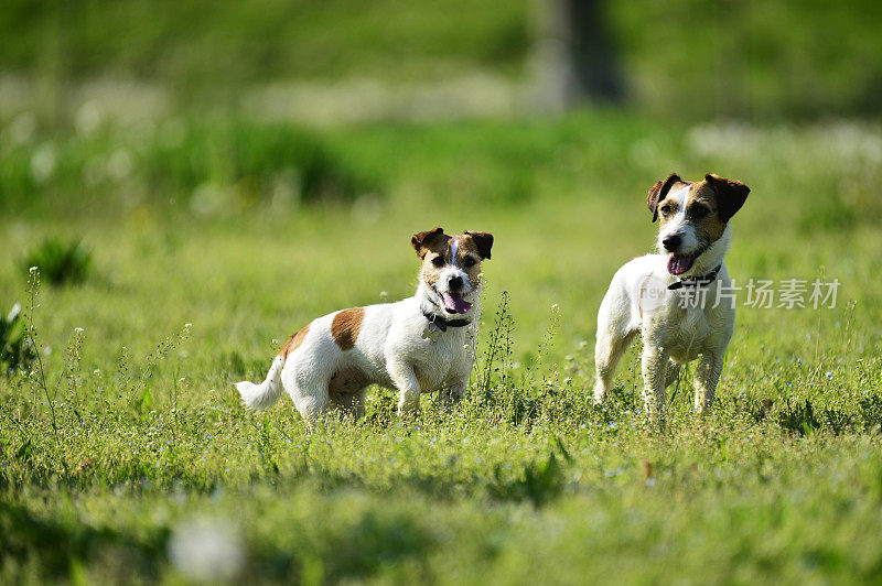 两只杰克罗素梗犬在公园里玩耍