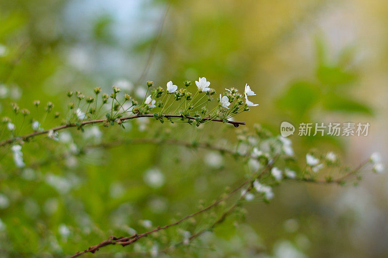 春天的野花