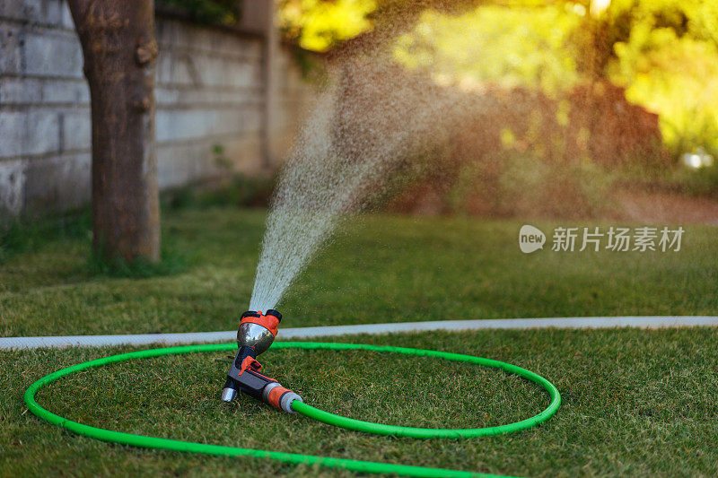 给植物浇水