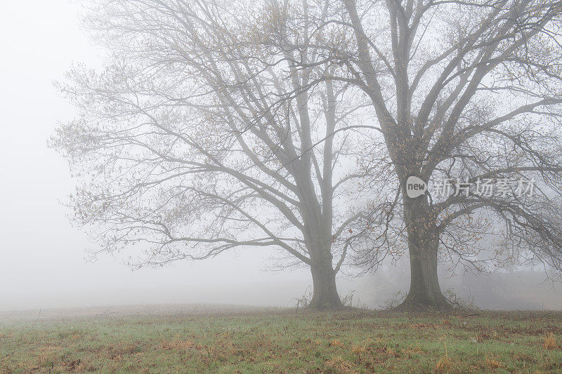 福吉谷国家历史公园的树木在雾中