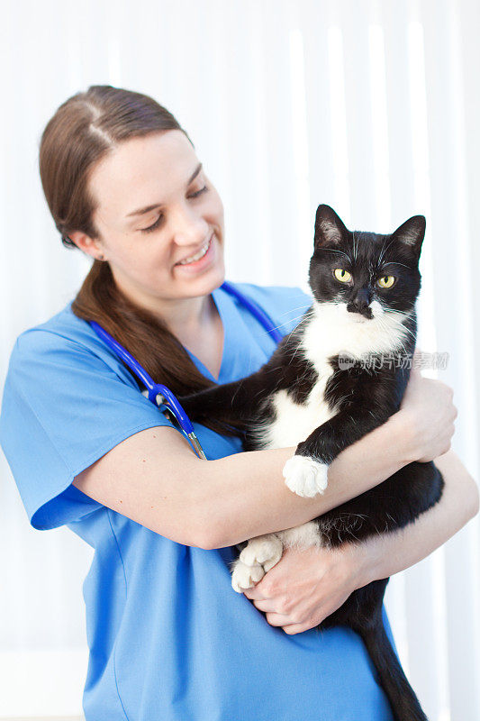 兽医在兽医诊所与猫一起工作