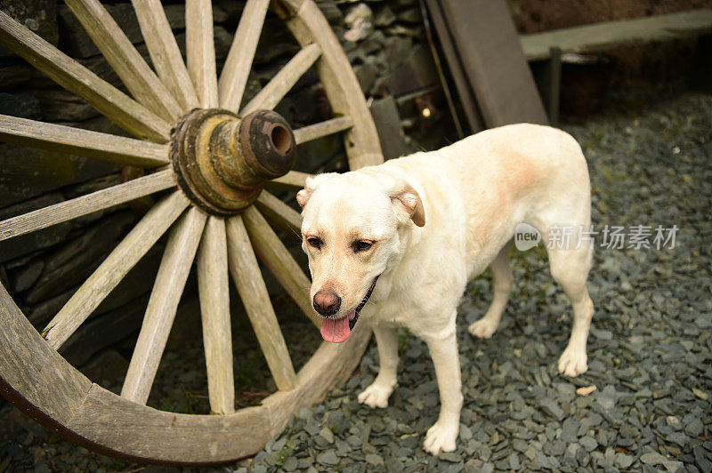 拉布拉多寻回犬和一个马车轮子