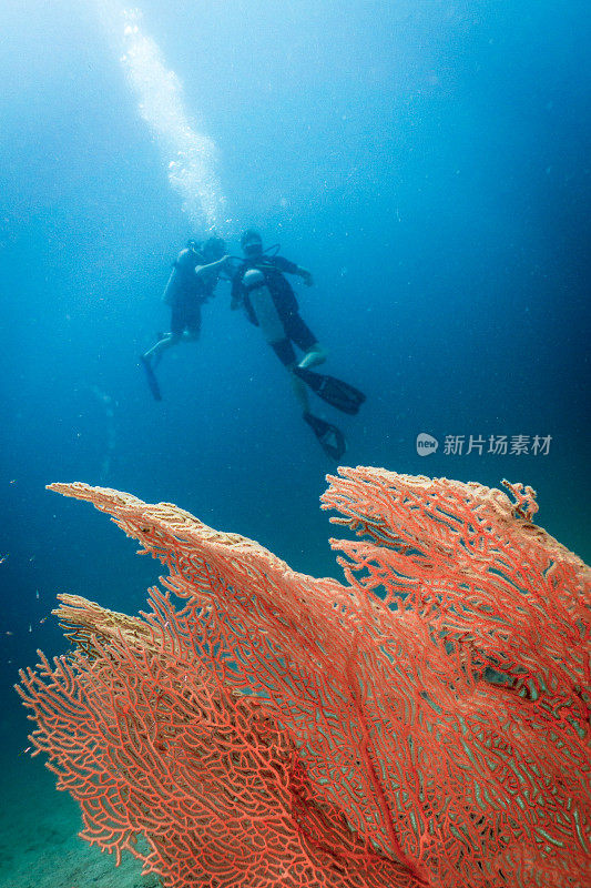 水下健康的柳珊瑚海扇珊瑚礁