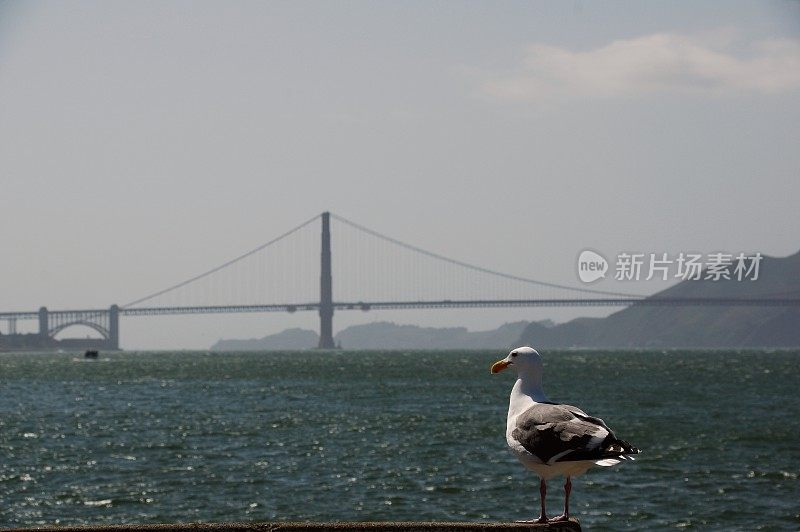 海鸟在行动