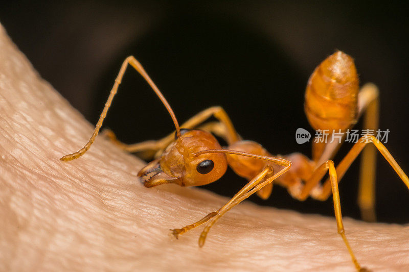 宏蚂蚁(红蚁或绿树蚁)咬人的皮肤以自卫或自我保护
