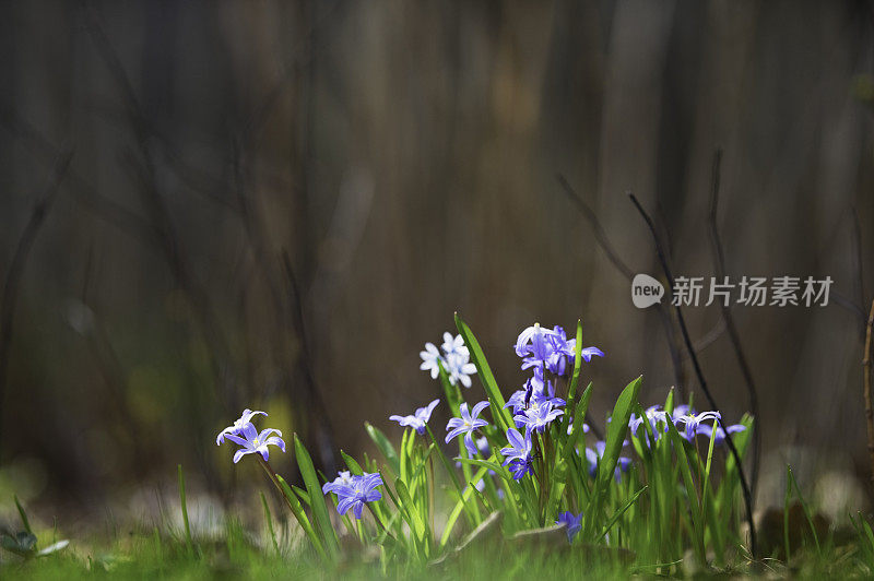 雪之荣耀，春日花园里的花朵