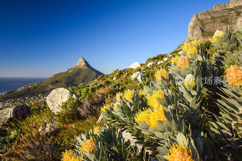 黄色白针茅花的细节视图在表山国家公园的卡斯蒂尔体育徒步步道，开普敦，南非。背景是狮子头山。