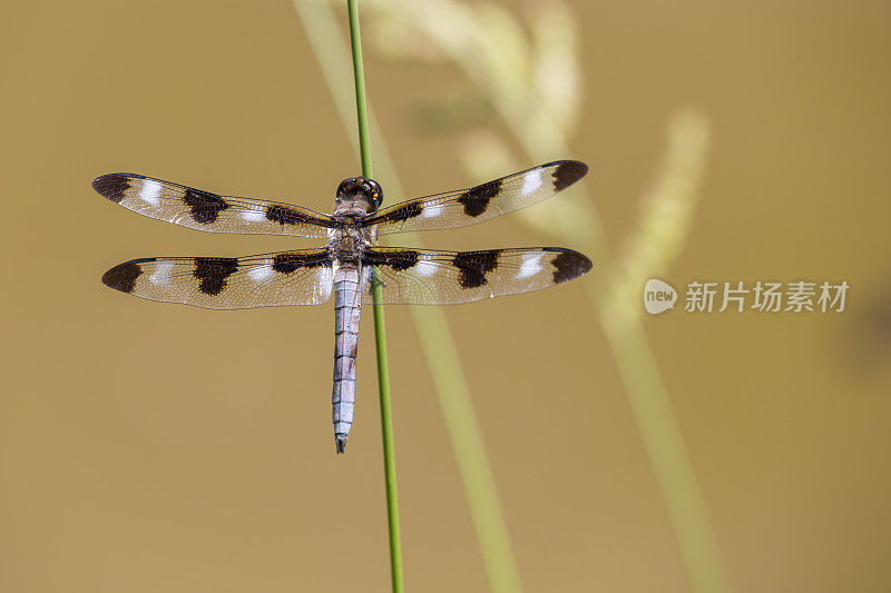 Twelve-spotted漏杓蜻蜓