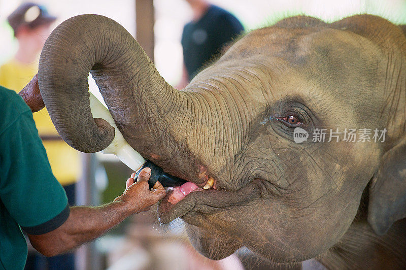 斯里兰卡Pinnawala大象孤儿院的小象正在喂奶。