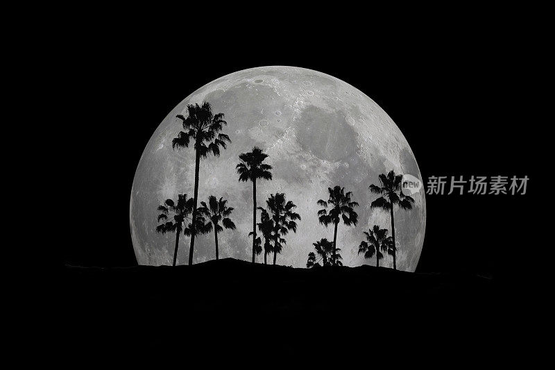 月亮与树
