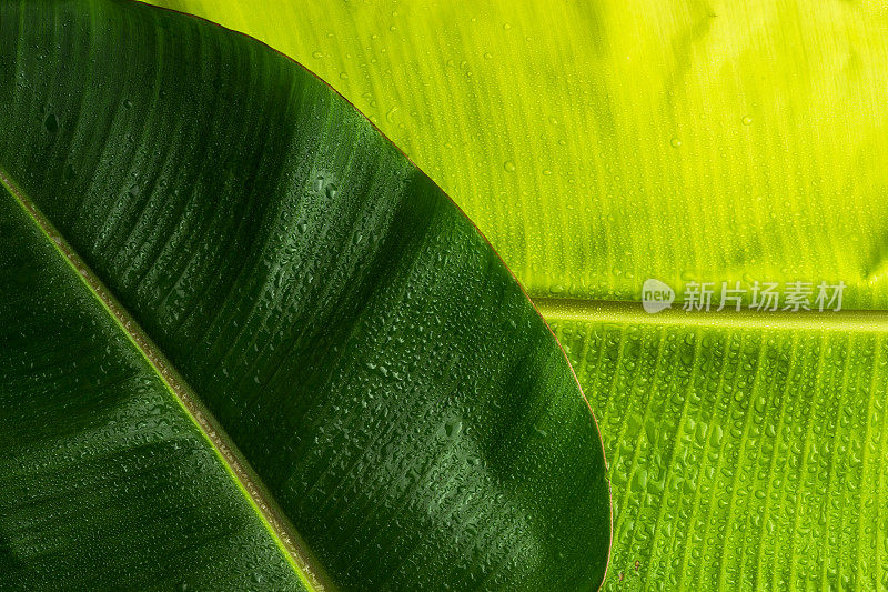 绿色植物叶香蕉