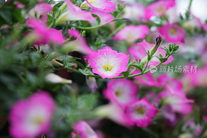 特写的粉红色矮牵牛花作为背景。