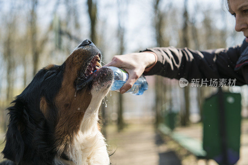 狗在喝瓶子里的水