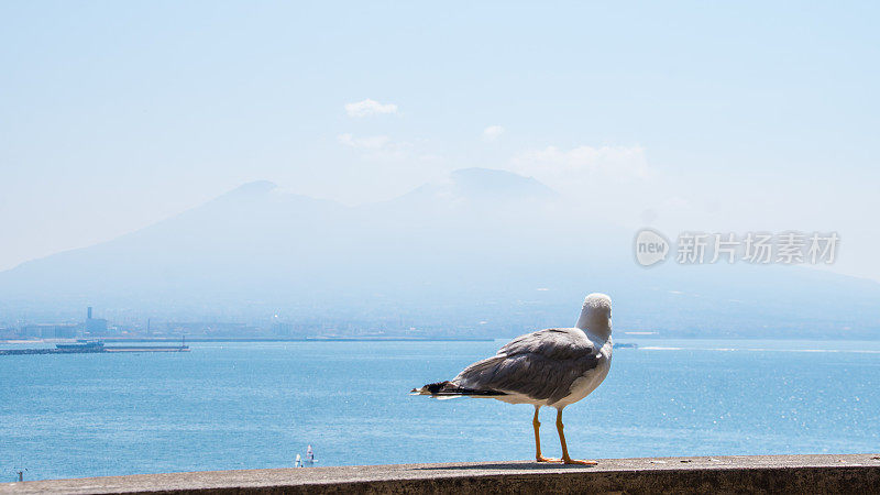 火山背景上的鸟在堤岸上