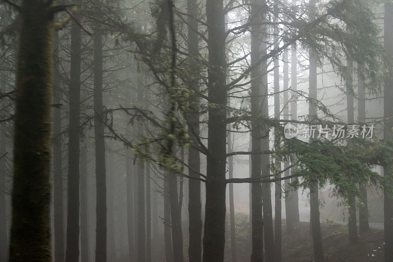 幽灵般的黑暗森林与雾-单色