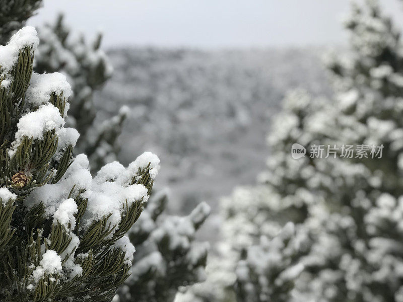 白色风景-科罗拉多州西部高海拔冬季降雪