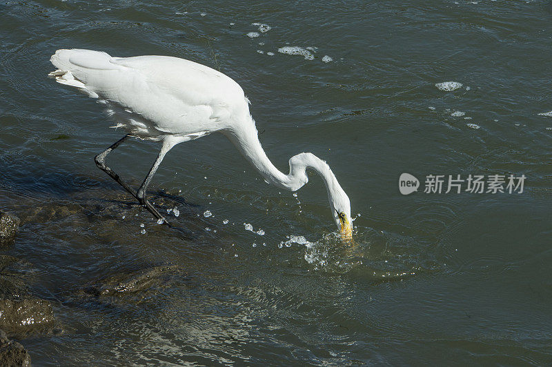 大白鹭在港口水域捕捉小鱼