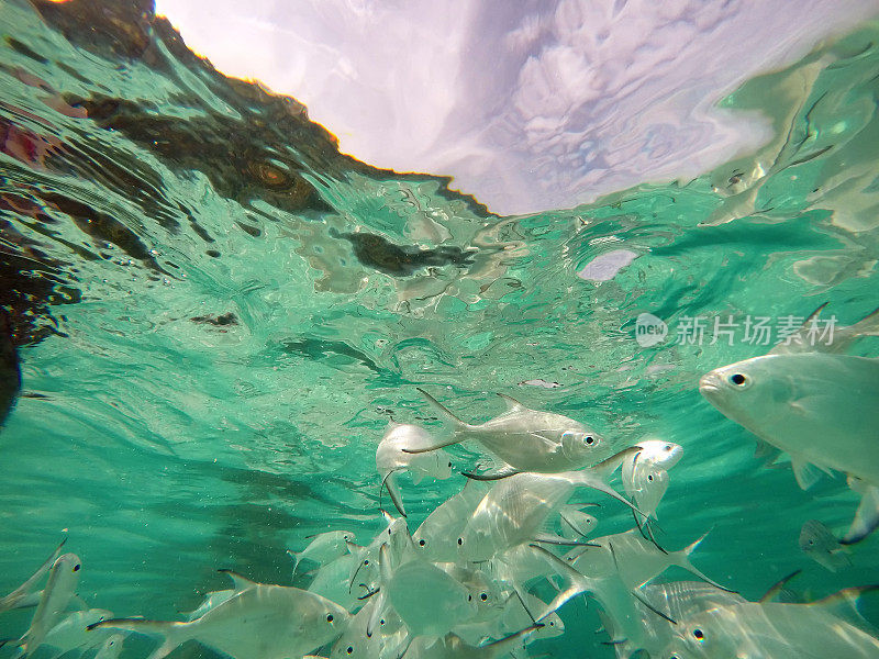 一群白鱼在阳光下游泳。