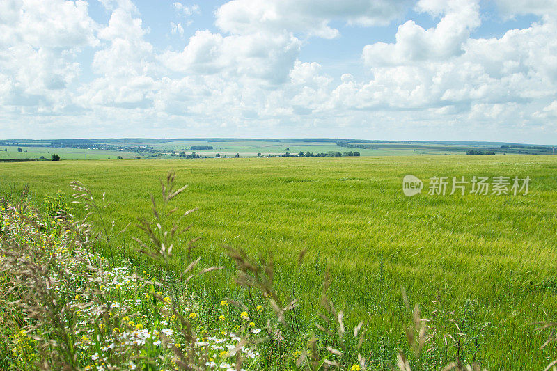 俄罗斯田野的美丽。风景如画的夏天视图。