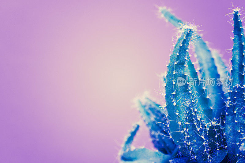 时髦的霓虹紫色和蓝色的最小背景仙人掌植物。近距离看仙人掌。时尚风格的仙人掌概念。