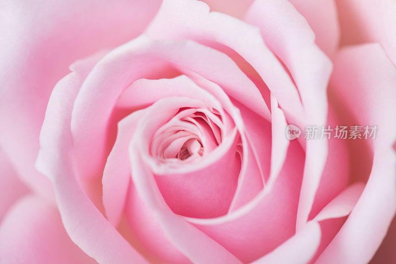 粉红玫瑰微距作为背景