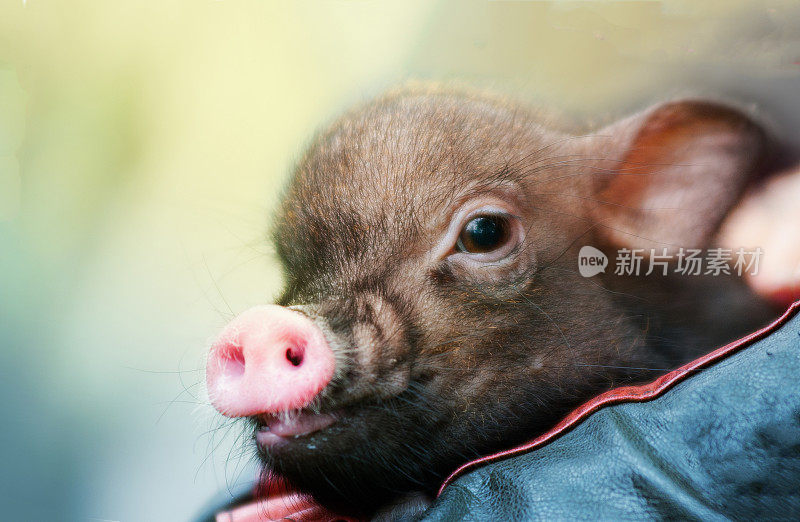 可爱的小猪肖像